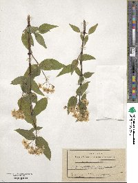 Deutzia glabrata image