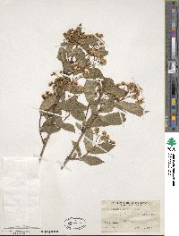 Deutzia glabrata image