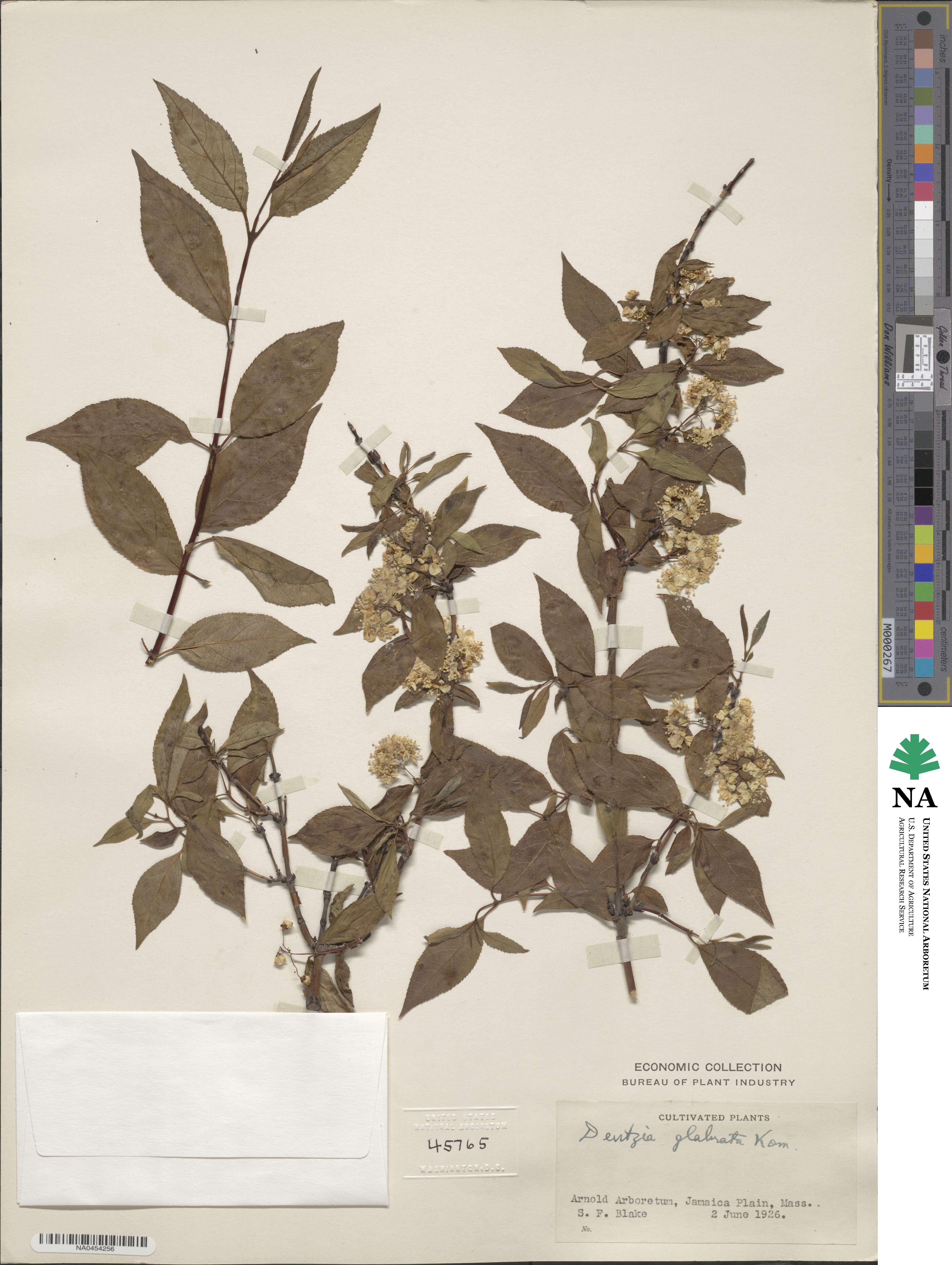 Deutzia glabrata image