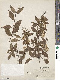 Deutzia glabrata image