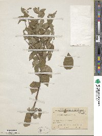 Deutzia glomeruliflora image