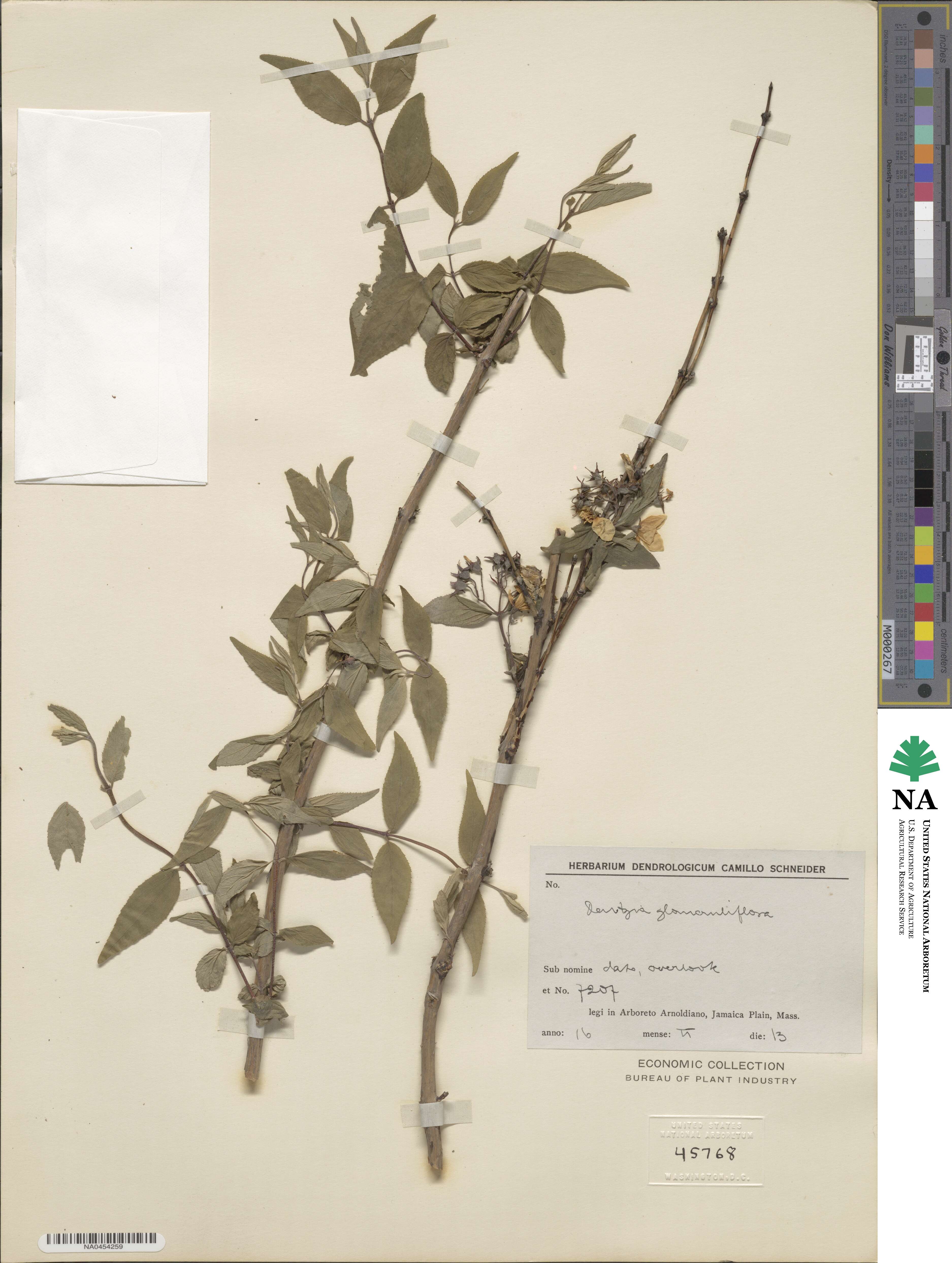 Deutzia glomeruliflora image