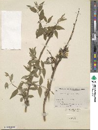 Deutzia glomeruliflora image