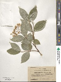 Deutzia parviflora image