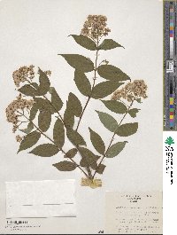 Deutzia corymbosa image