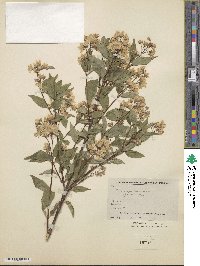 Deutzia floribunda image