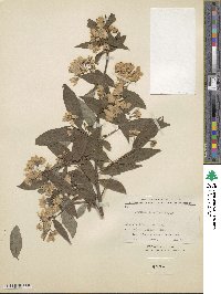 Deutzia discolor image