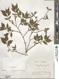 Deutzia uniflora image