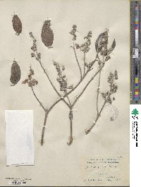 Deutzia pulchra image