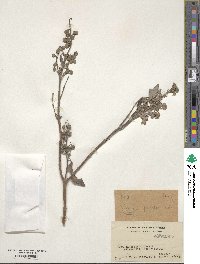 Deutzia pulchra image