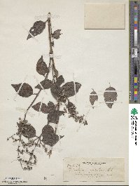 Deutzia pulchra image