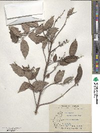 Deutzia pulchra image