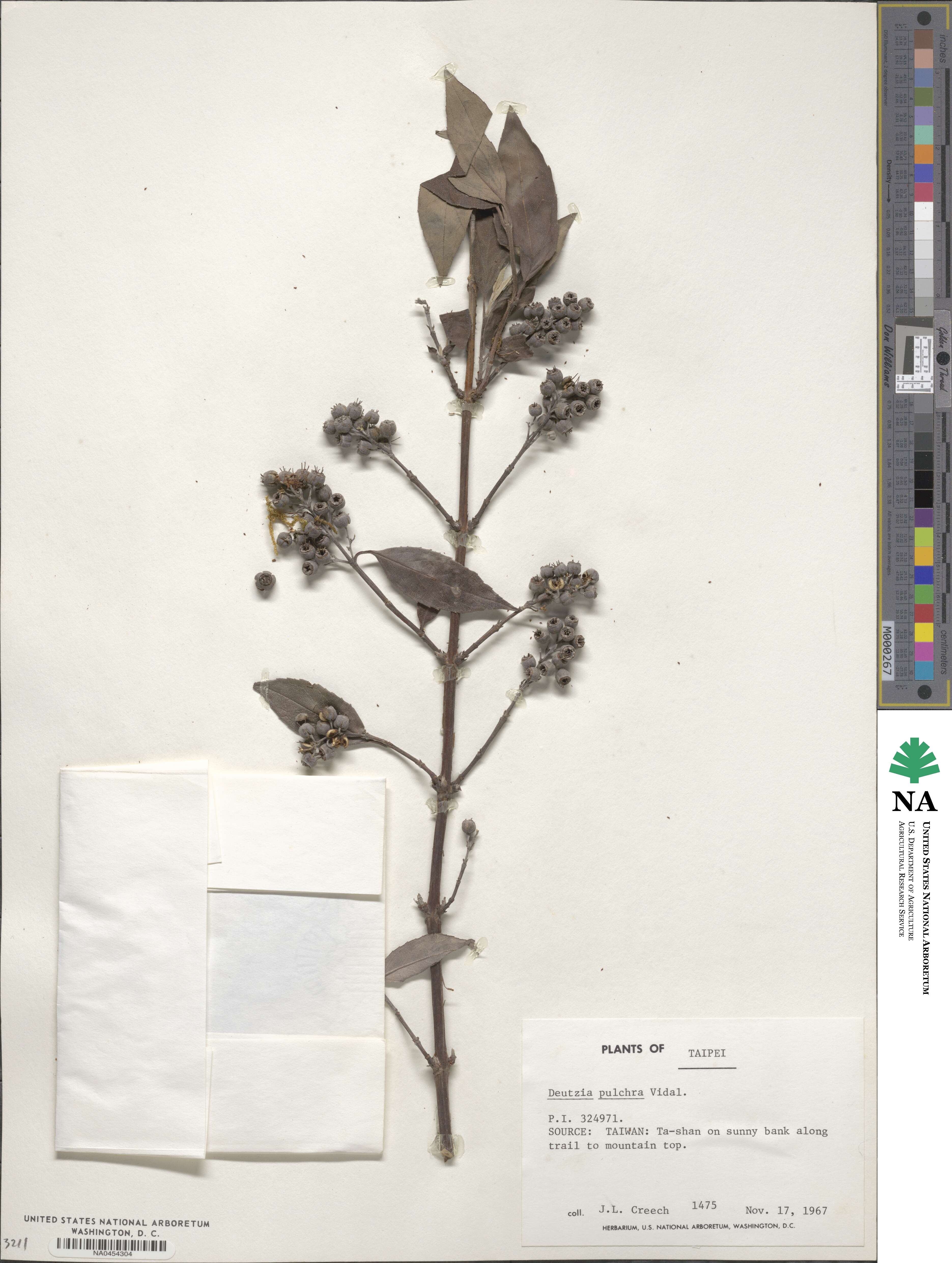 Deutzia pulchra image