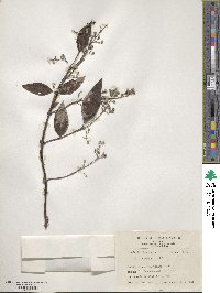 Deutzia pulchra image