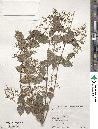 Deutzia scabra image