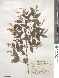 Deutzia scabra image