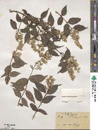 Deutzia scabra image