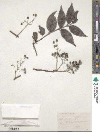 Deutzia schneideriana image