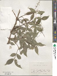 Deutzia maximowicziana image