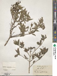 Deutzia gracilis image