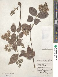 Deutzia naseana image