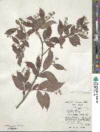 Deutzia naseana image