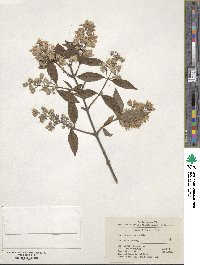 Deutzia ningpoensis image