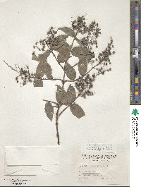 Deutzia ningpoensis image