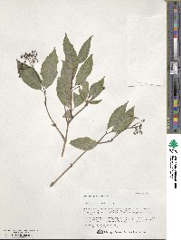 Deutzia parviflora image