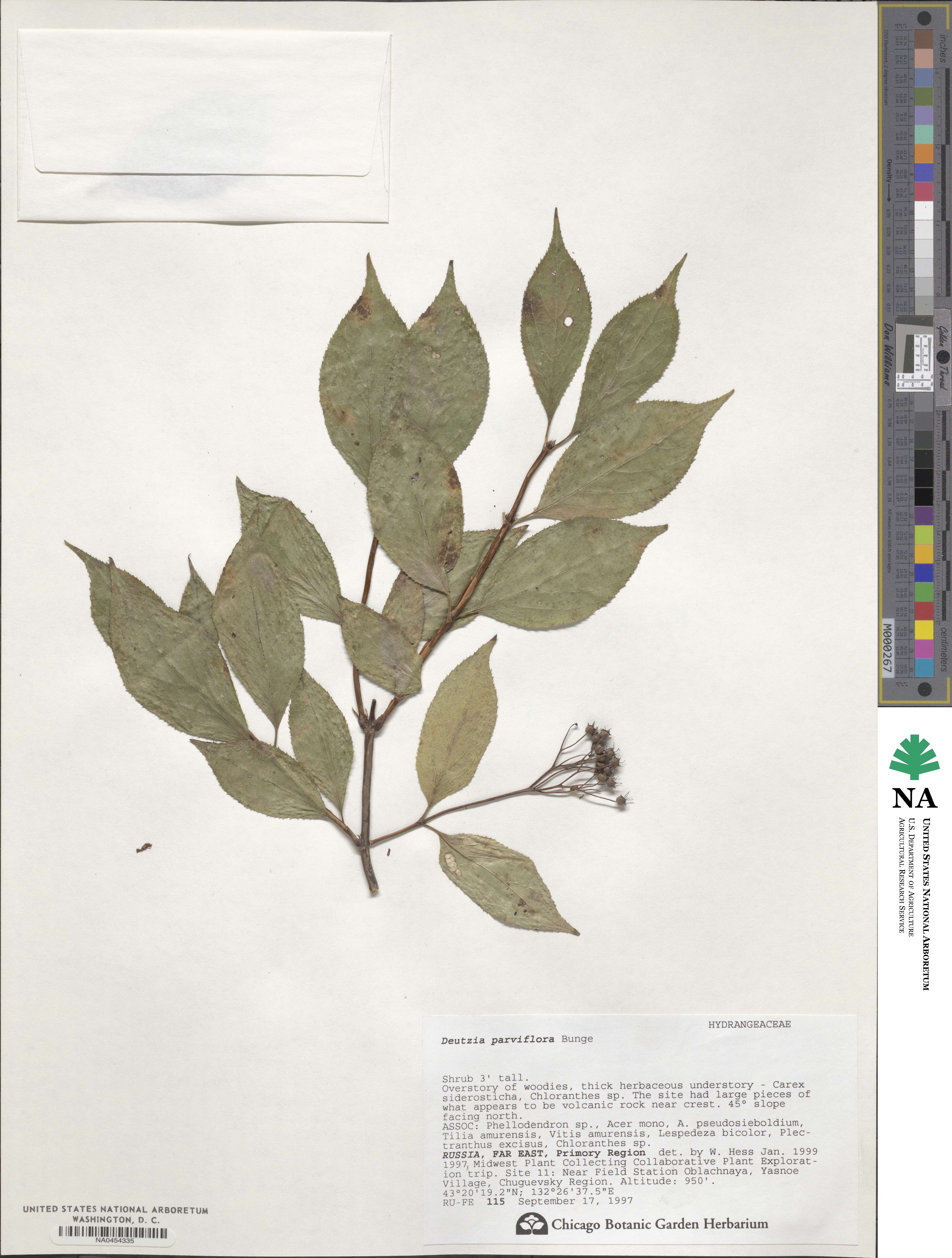 Deutzia parviflora image