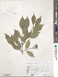 Deutzia parviflora image