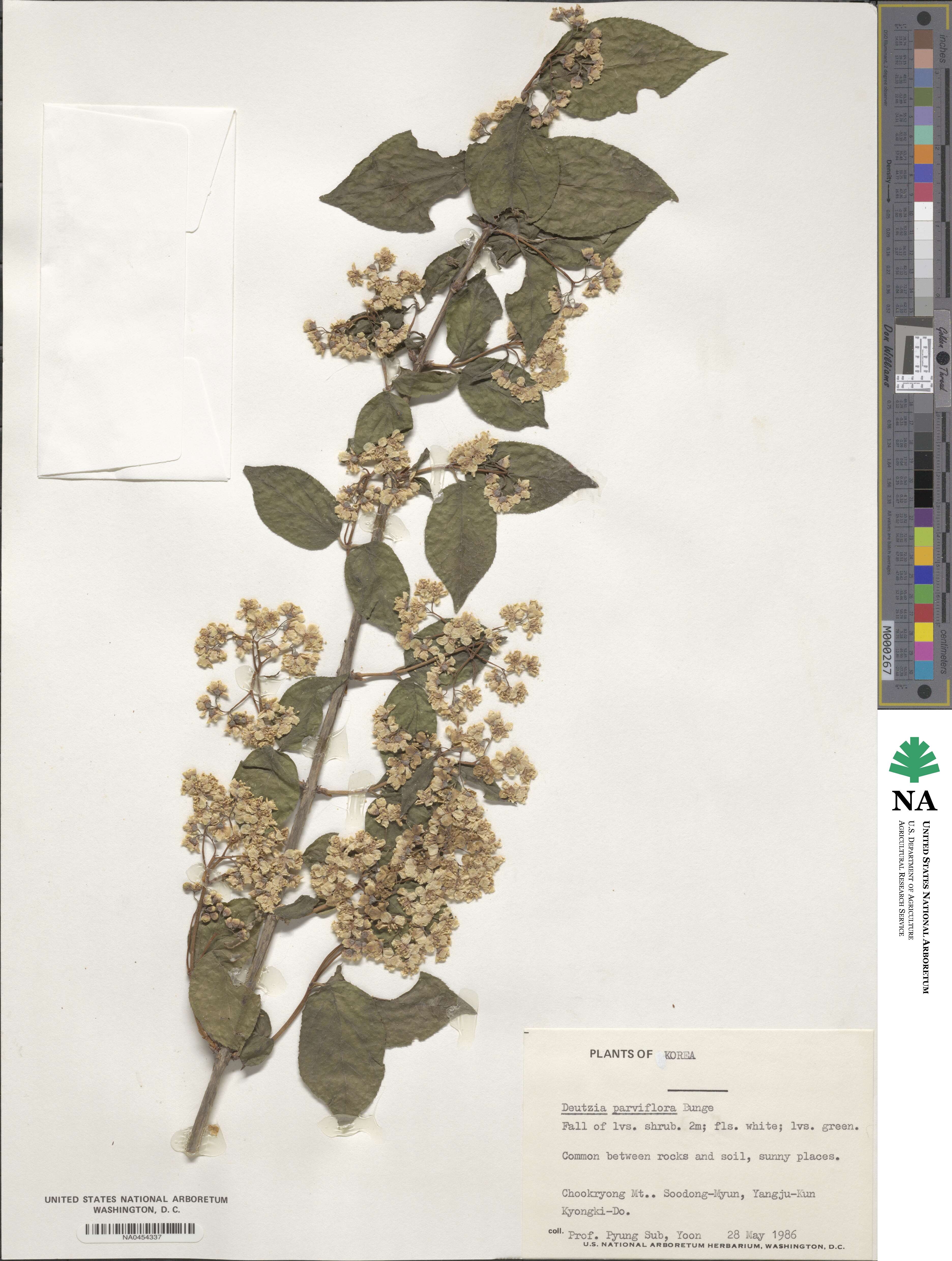 Deutzia parviflora image