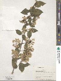 Deutzia parviflora image