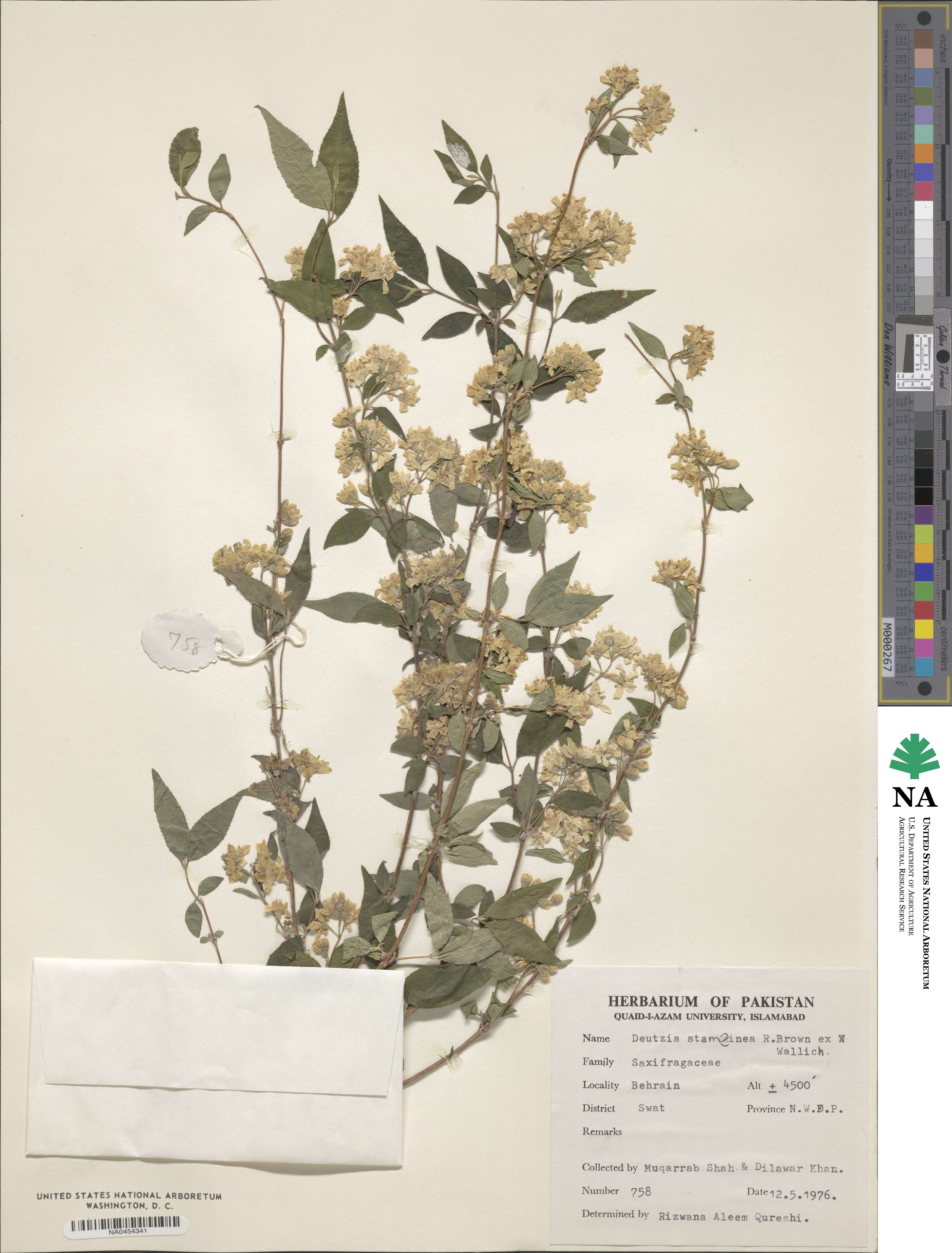 Deutzia staminea image