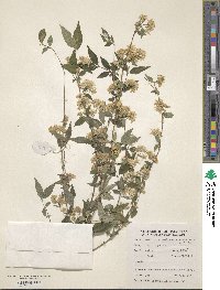 Deutzia staminea image