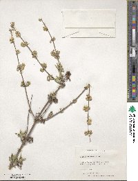 Deutzia staminea image