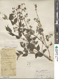 Deutzia staminea image