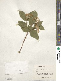 Deutzia glabrata image