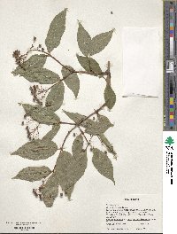 Deutzia glabrata image