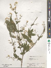 Deutzia gracilis image