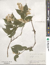 Deutzia gracilis image