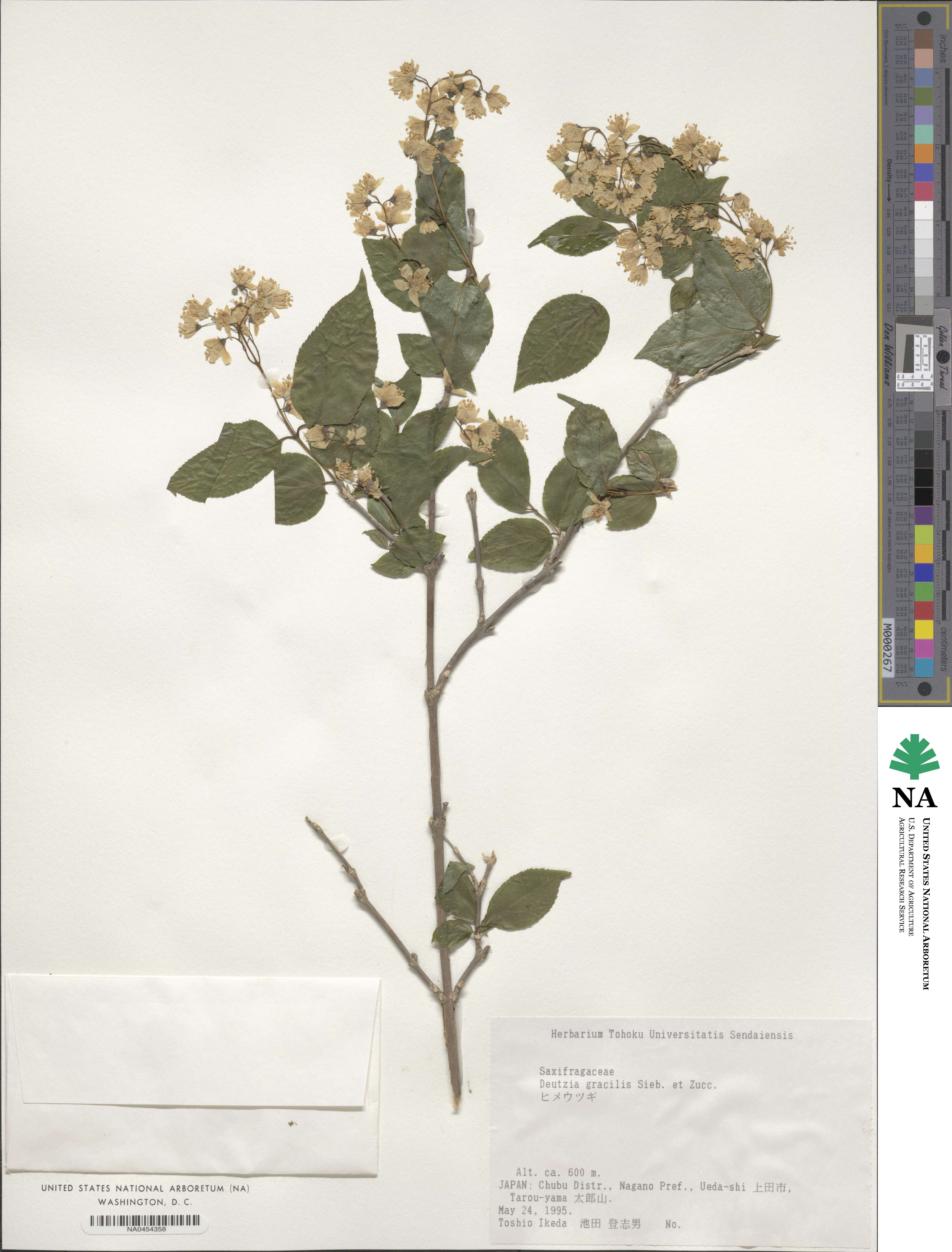 Deutzia gracilis image