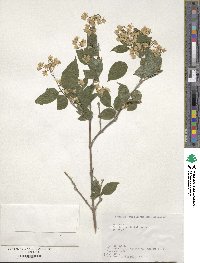 Deutzia gracilis image