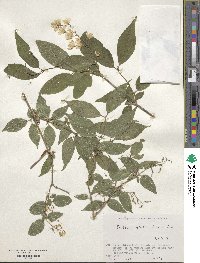 Deutzia gracilis image