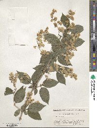 Deutzia gracilis image