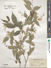 Deutzia gracilis image