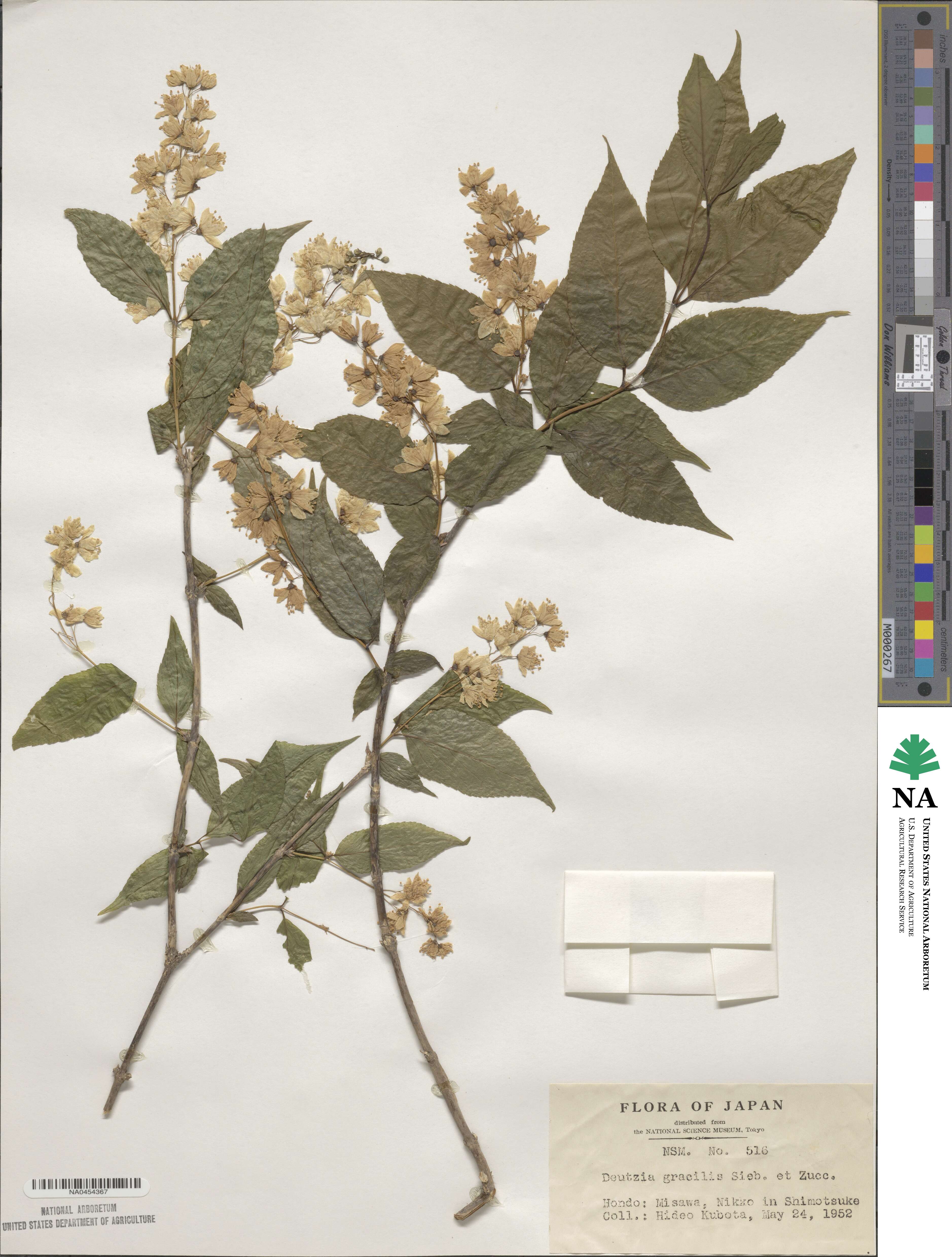 Deutzia gracilis image