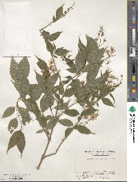 Deutzia gracilis image