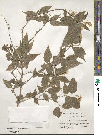 Deutzia gracilis image