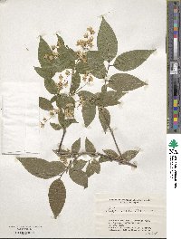 Deutzia gracilis image